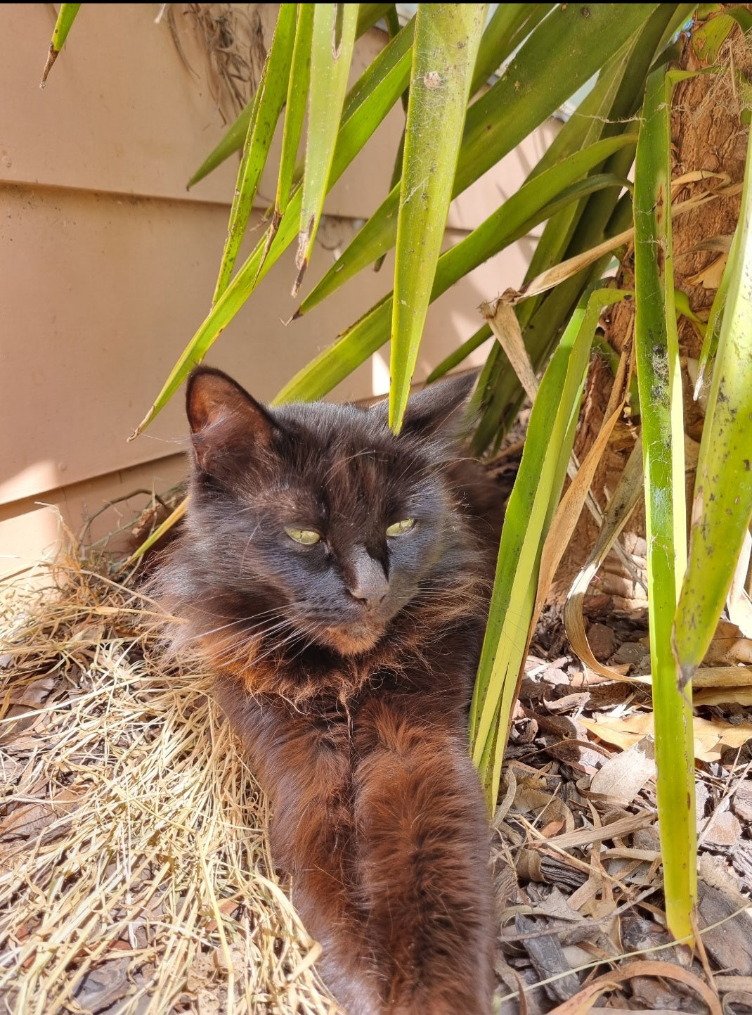 Shadow loves to get her core temperature up at any given chance.