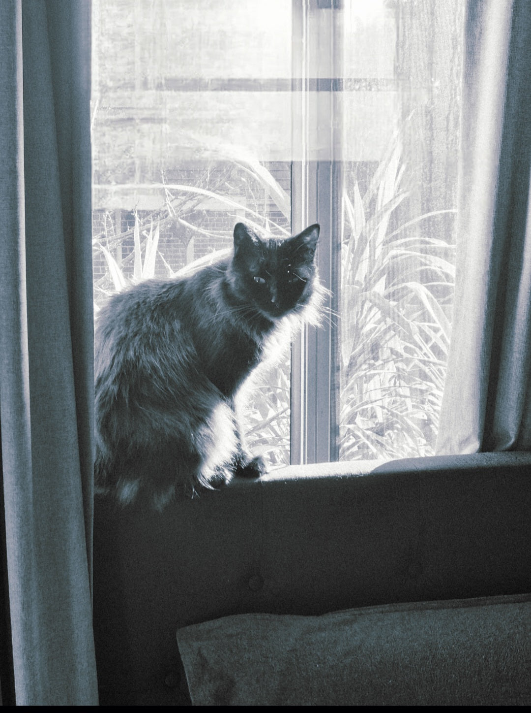 Shadow can see the world go by from here. She also get lots of sun. Just one of her happy places in winter..