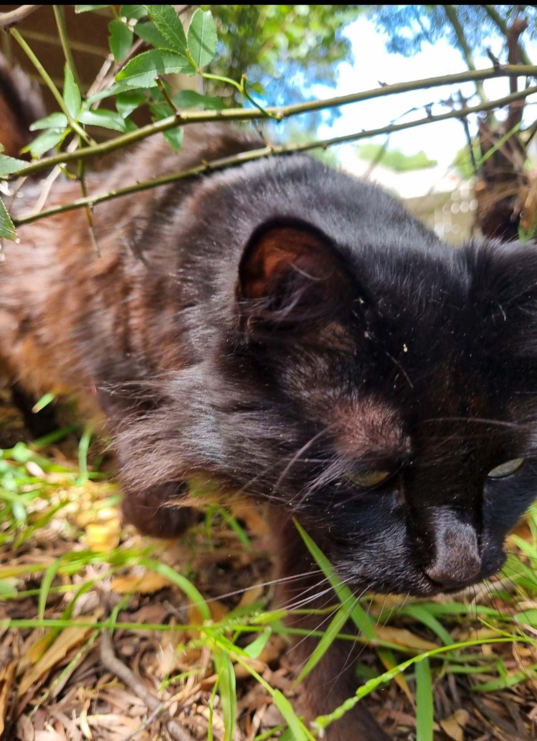 Shadow in stealth mode. Go get them tiger.