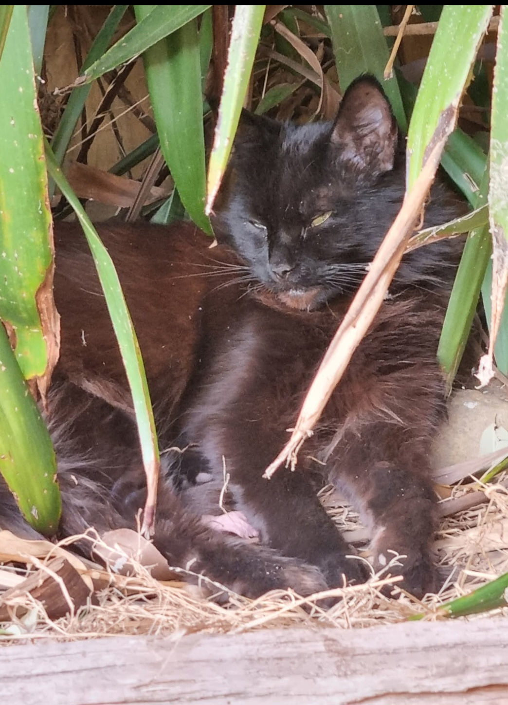 Fun times in the Forest Hill Jungle (well backyard).
