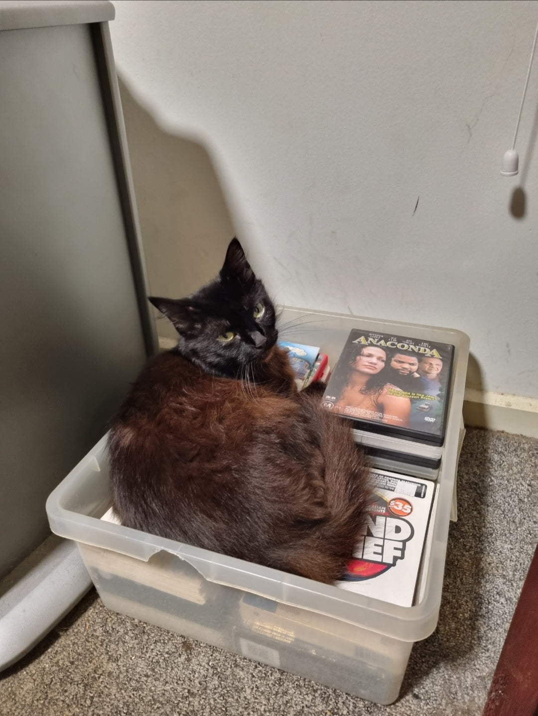 On second thought, I'll just sleep on the dvd's dad. No one can take these precious gems out from underneath me. I will spread eagle and look after your treasure forever.