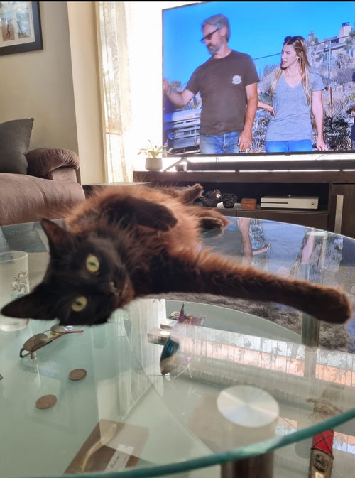 Dad, I'm bored. We've seen this episode of American Pickers 100 times. Can we please put on David Attenborough's Manic Meerkats? I've got front row seats.