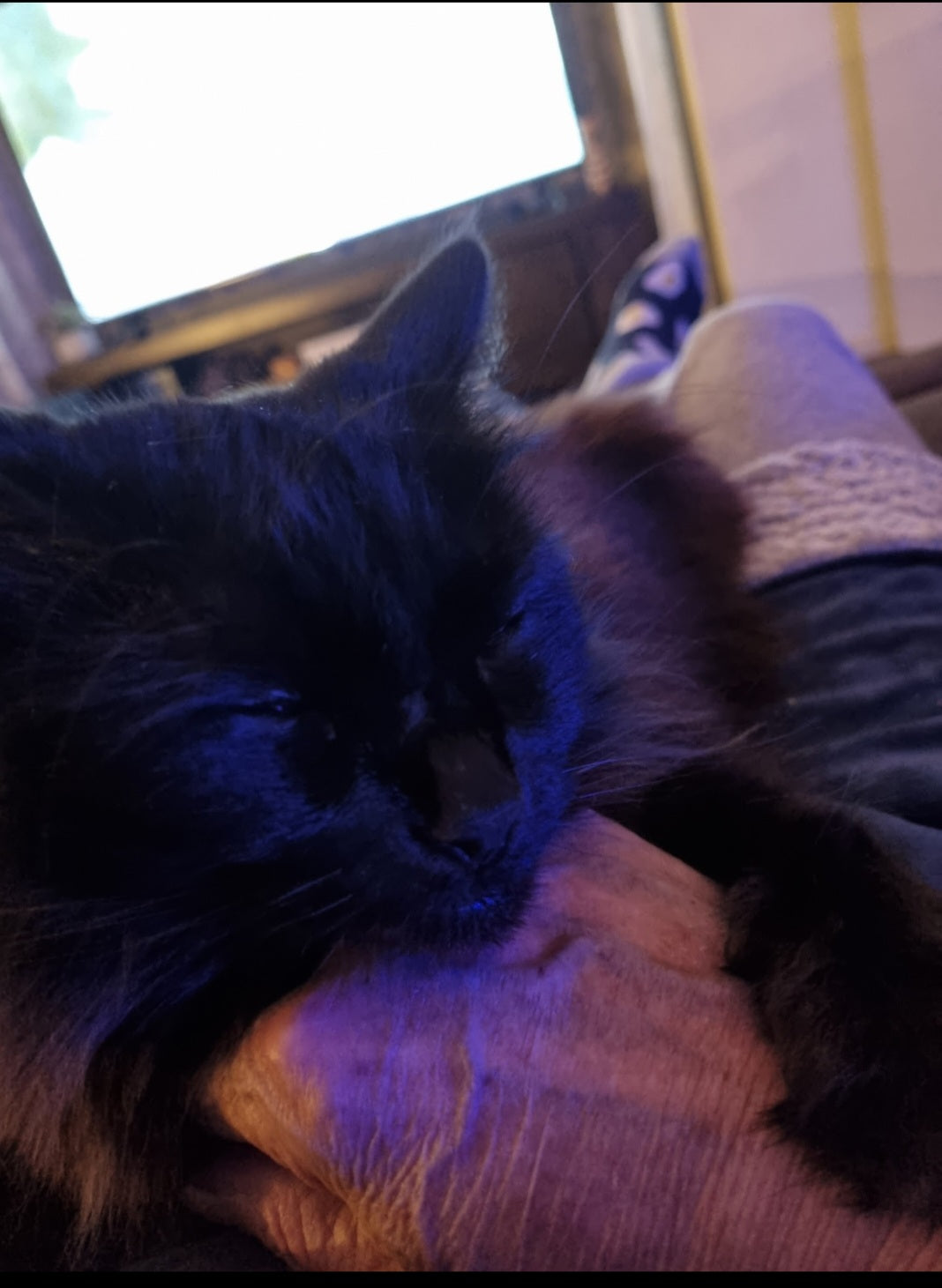Shadow having cat dreams on dads hand. She is dreaming about 2 little white mice running around on a ferris-wheel and playing follow the leader with her furry little friends. Sweet dreams 😴 Shadow.