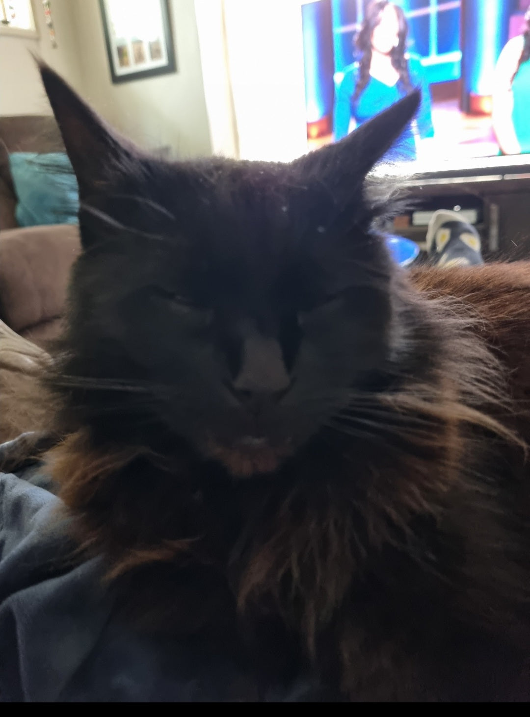 Shadow smears the side of her mouth on my nose for up to 10 minutes. I have since found out that she is scent-marking me. That basically means she thinks i'm safe and trusted and that I am part of her social group (Google).