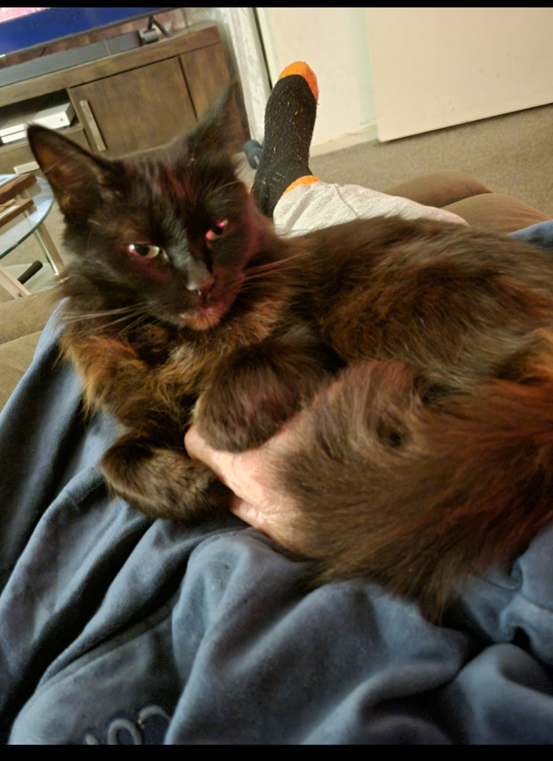 See you again here tomorrow night Shadow. Same cat time, same cat channel.