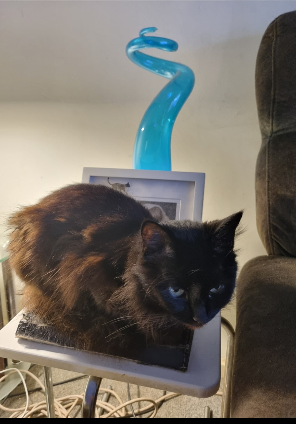 Shadow loves leather. In this case, my I-Pad case. P.S. She fell in love with my neighbour who a long time ago, turned up in leather pants. Shadow would not leave her alone. Her claws were digging into the learher, which was all part of the fun.