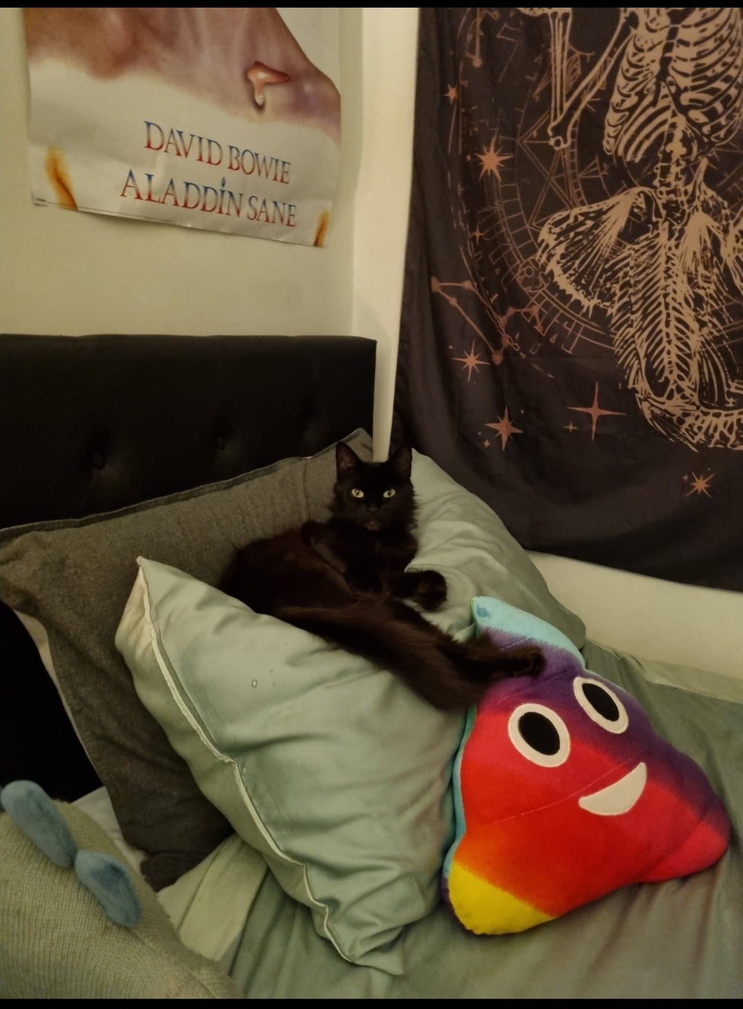 Shadow owns and sleeps on every single pillow in the house (10). She will make any space in the house, into her kingdom with her very own throne. All hail Queen Shadow..