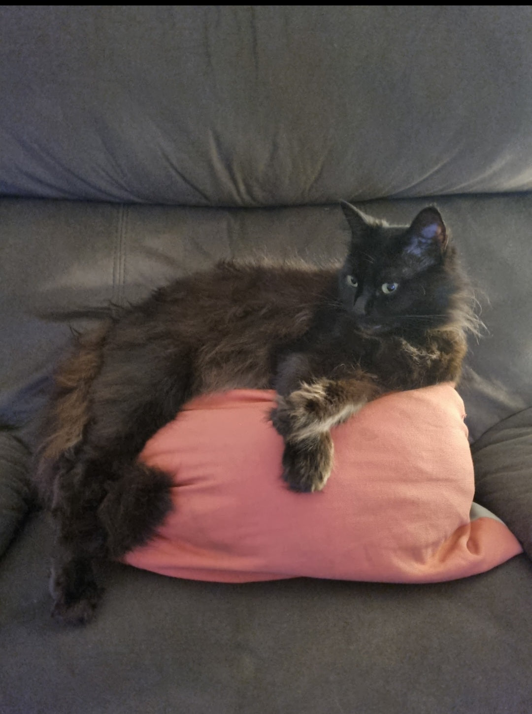 One cushion is not enough dad. I have standards and high expectations when it comes to comfort. 2 cushions, 1 pillow and 3 plushies please. Then I'll drift off into slumberland. Might put on 'Smooth FM' for some soft, silky smooth, cat mood music 🎶 🎶 🎶