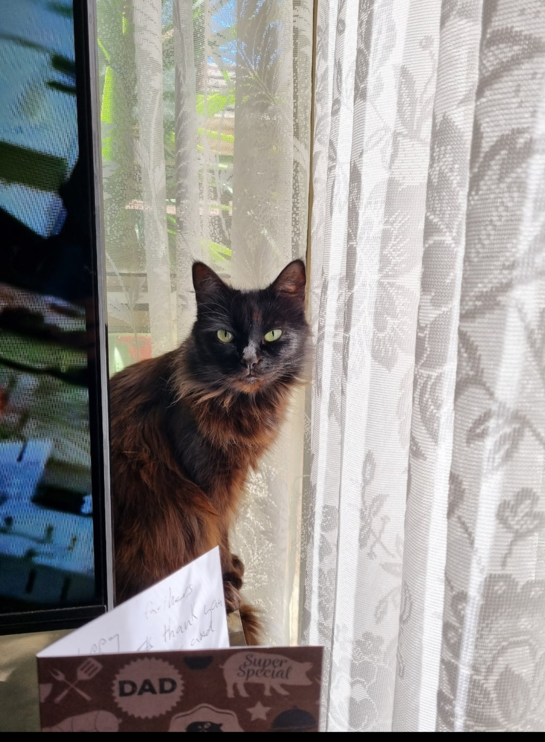 I'm over here daddy. Behind the TV. I'm just looking for Stuart Little. He was on the TV a minute ago, but i can't seem to find him now. He's not back here. I just want to play.