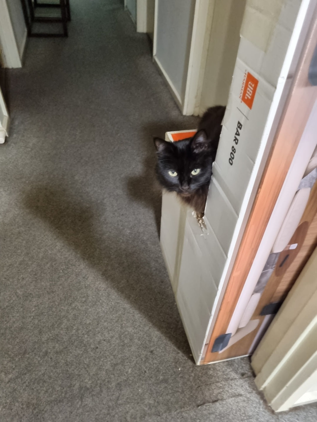 Shadow loves boxes of any shape, or size. Everyday for 8 months Shadow would jump on to this box and flip like a fish out of water. She would meow constantly for me to go over and pat her. Every day multiple times for a year. She worshipped this box..
