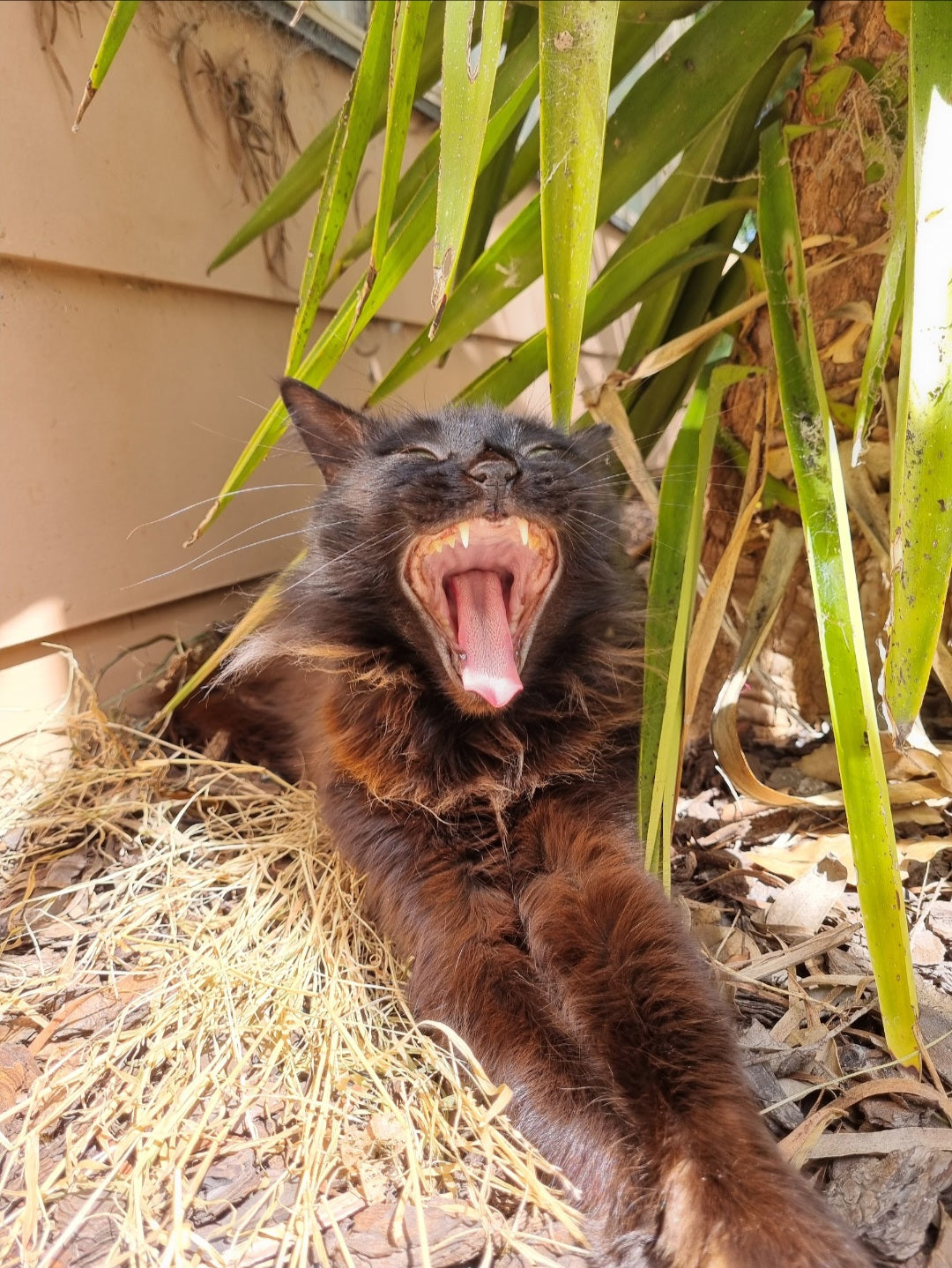 It's tough being so cute and being spoilt everyday. Celebrity life?   Yawn!!!