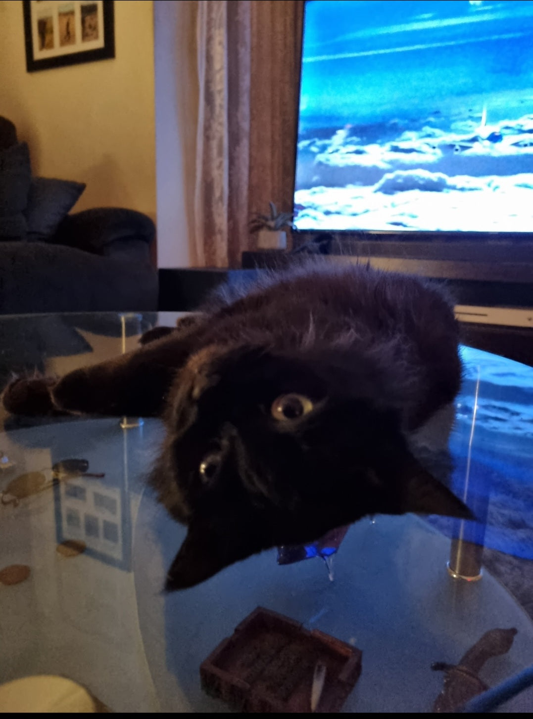 Let's get this straight dad. It's my table. It's not a coffee table, it's a cat table.