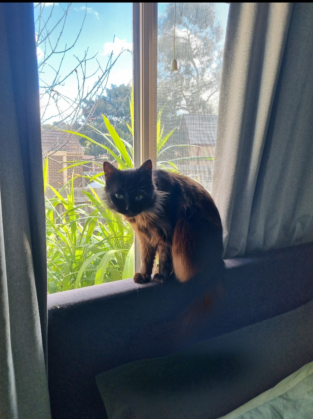 Shadows lookout (looks straight into my neighbours house, lol). It's the sunniest and warmest room in the house.