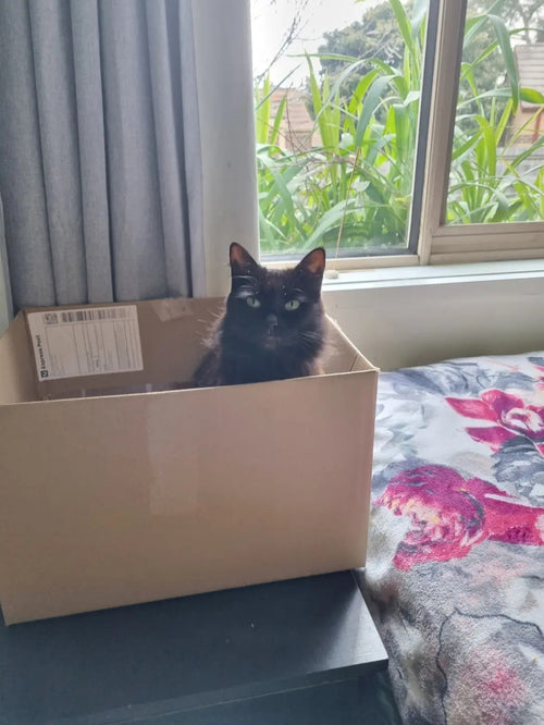 Cat in a box anyone?