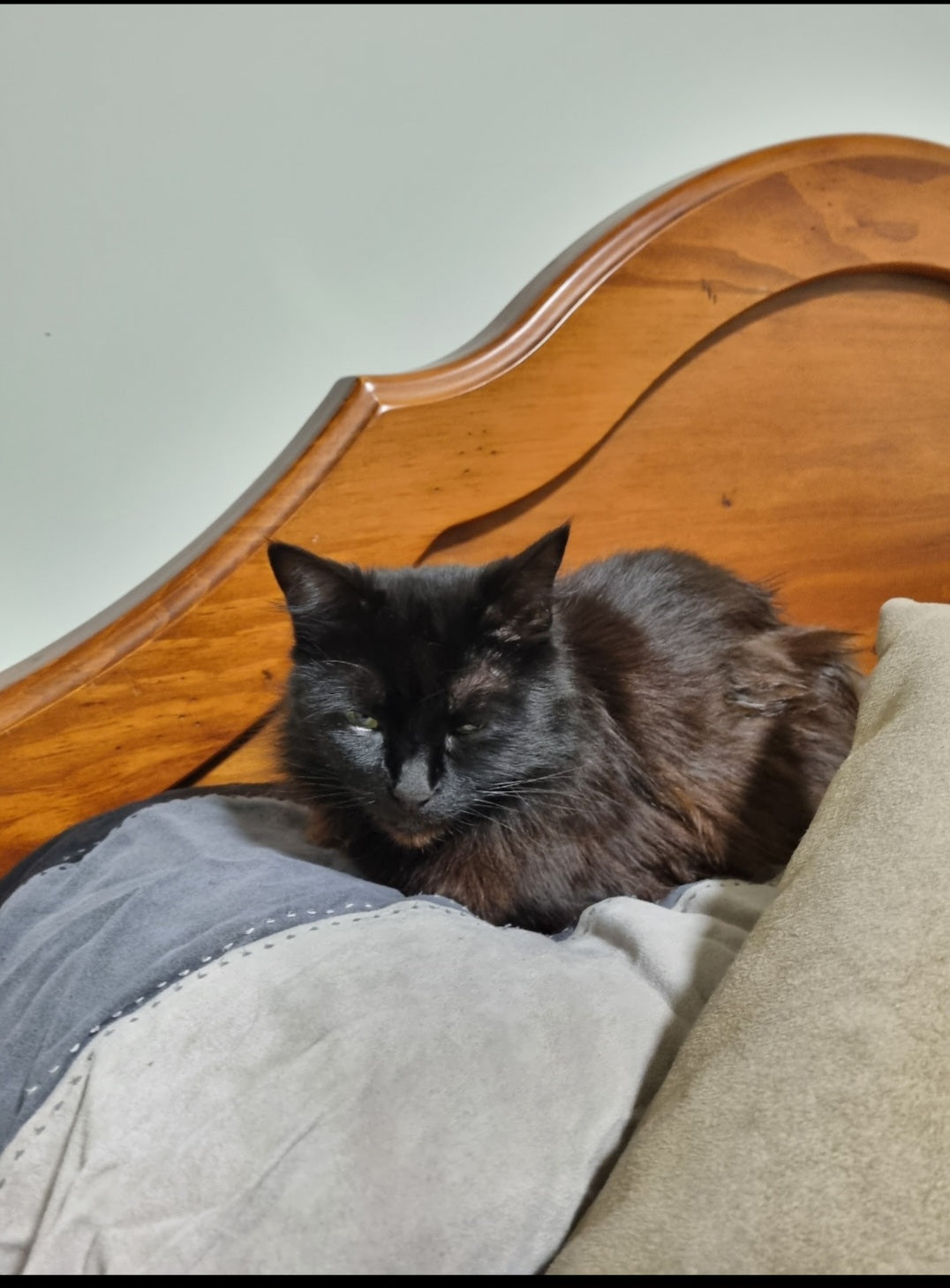 Just keeping daddys pillows warm for him. Snuggle time soon. It's 11pm.