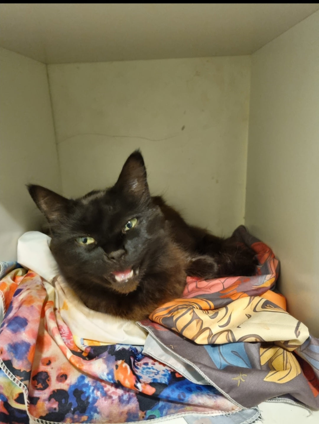 Did you ever hear of knocking first? What does a cat have to do to get some privacy in her own house..... or cubical?