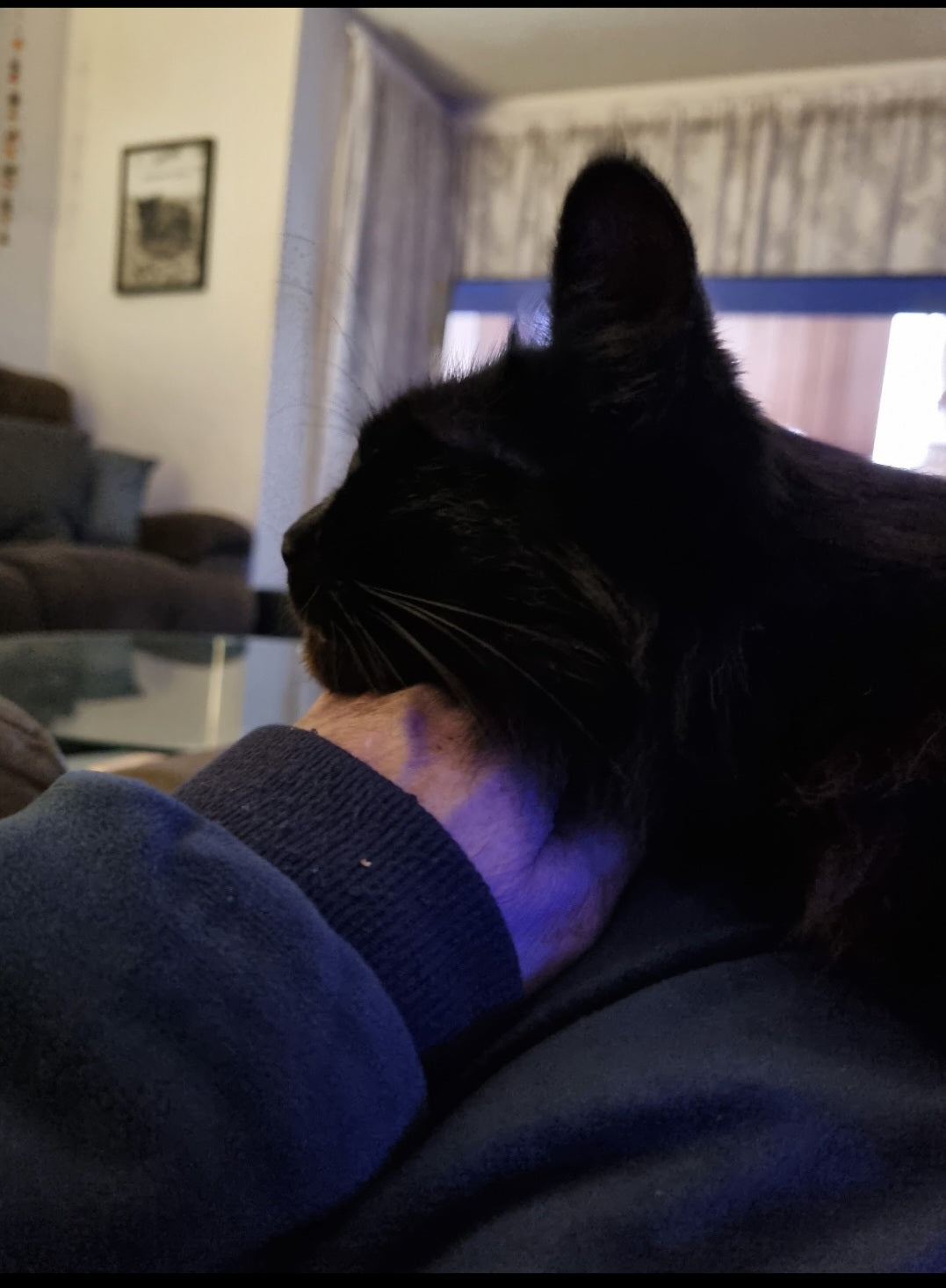 I'm fast asleep on dads lap. He can't go anywhere now. I particularly time it that when I'm asleep, dad can't get up for a lattè, or bathroom break.