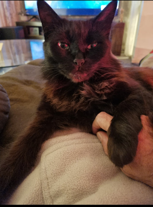 Daddy, you've got me, but who's got you? I'll give you all the love you'll ever need, but you will feed me and clean the litter tray everyday..