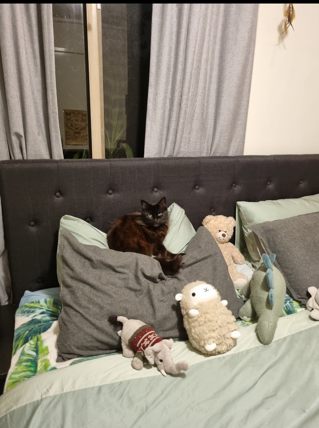 No cat here.... Just some plushies. Shadow is right at home with all her friends.