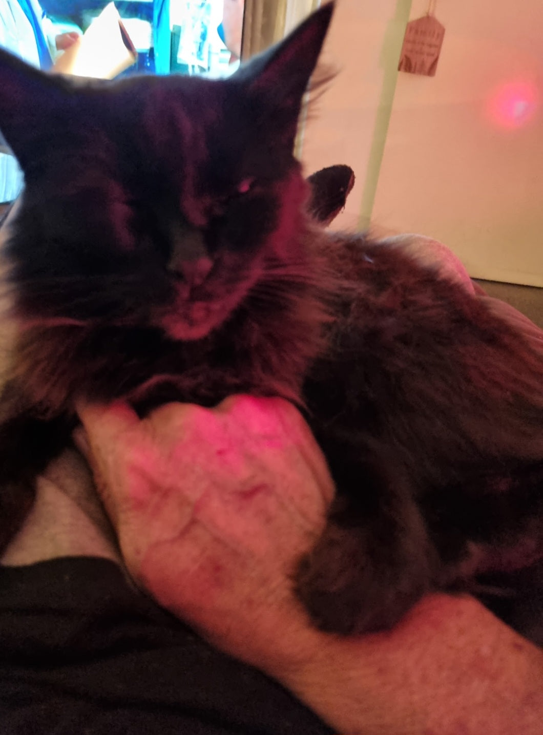 Shadow holds my hand down, while i give her chestrubs. If i take my hand away, she reaches out and pulls it back down to her chest. She asks for nothing, just cuddles.