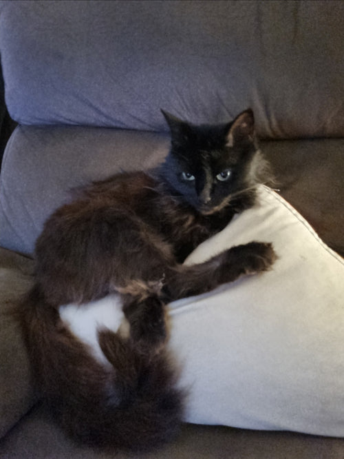 Did I tell you how much she loves cushions? She has 6 of them and 10 pillows. I think she's covered for comfort.
