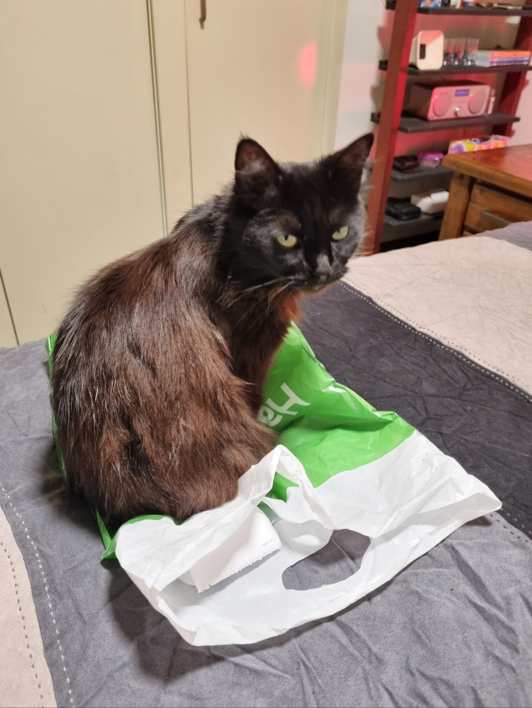Shadow personally inspects all the bags, and will jump into them, or just sit on them. It's her fetish. She also has a thing for leather and denim jeans. She'll be your bestie if you come here dressed for success.