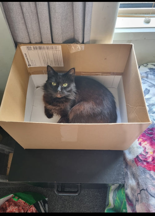 Caution: Box contains live contents. Please do not attempt to feed after midnight and keep away from water at all times.