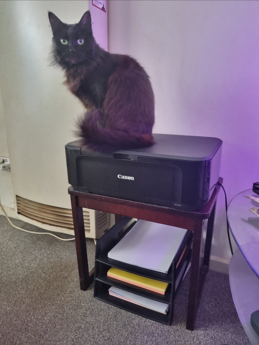 Shadow does all the quality control here. She did jump 3 feet high, when the printer she was sitting on started working. It intrigues her, as she loves paper and cardboard..
