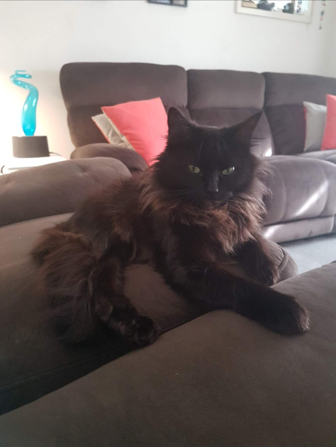 Shadows 'super-model' photo. She simply looks stunning here. 10 out of 10 Shadow Pussa.