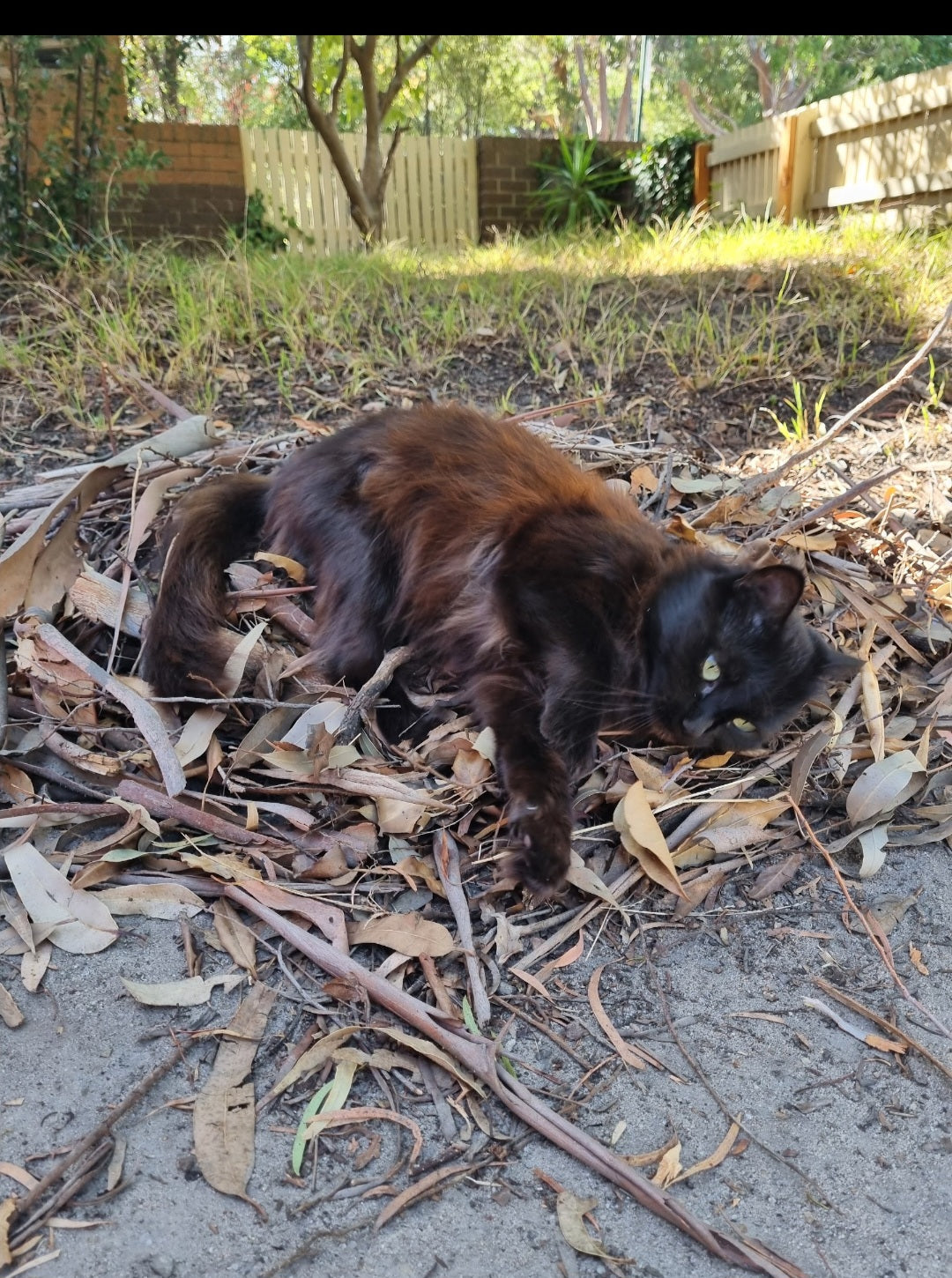 Okay... So I build my cat bird nests. She absolutely loves the warm mulch and leaves. It keeps her warm and super-chilled. I'm still yet to figure out if she thinks she's a bird. She does think she's a human and my partner, so a bird wouldn't surprise me.