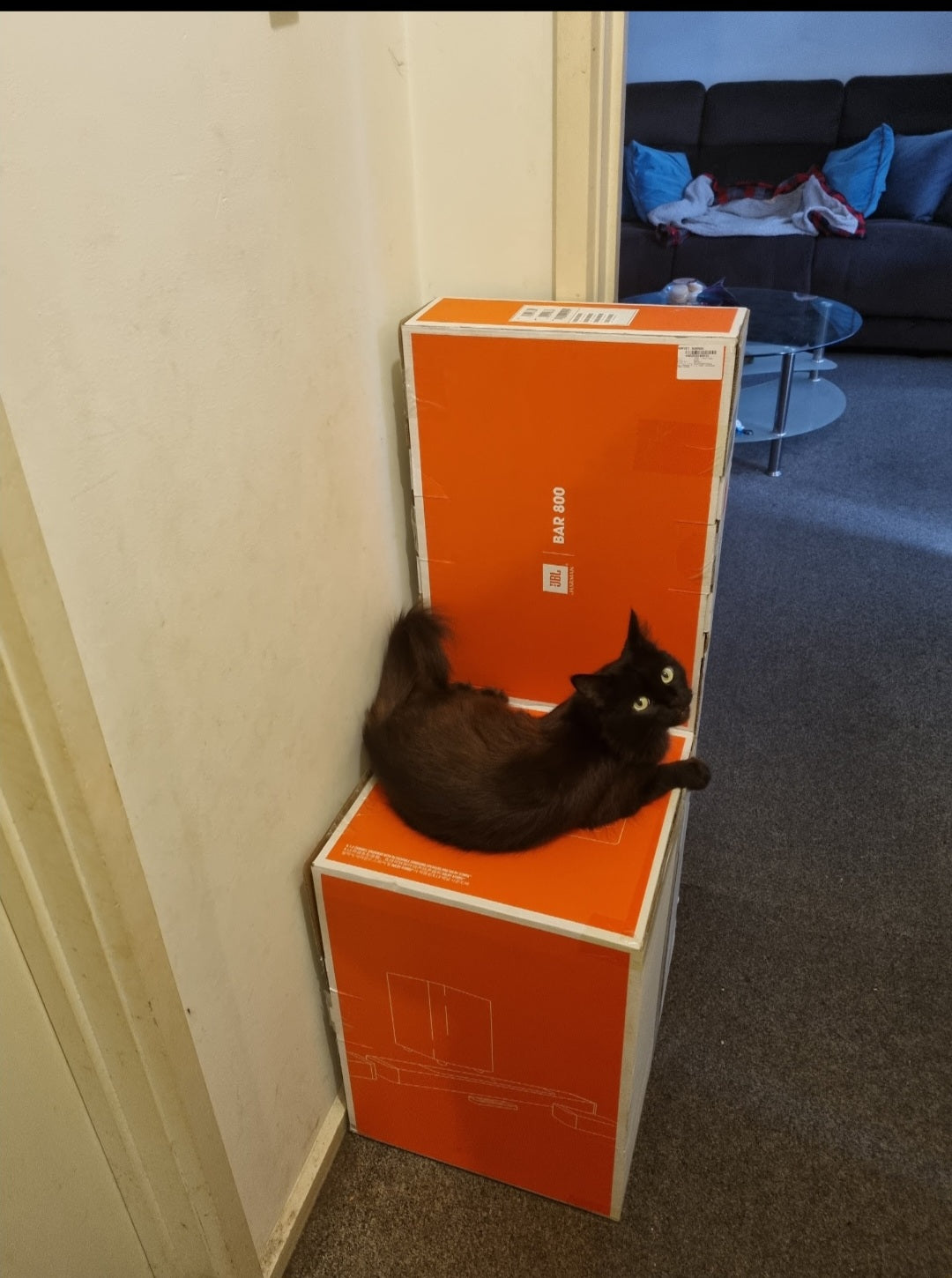 Please give me as many boxes as possible dad. This bright orange eyesore was in my hallway for 12 months. I'm sure it was a catnip box, as Shadow goes absolutely nuts over it.