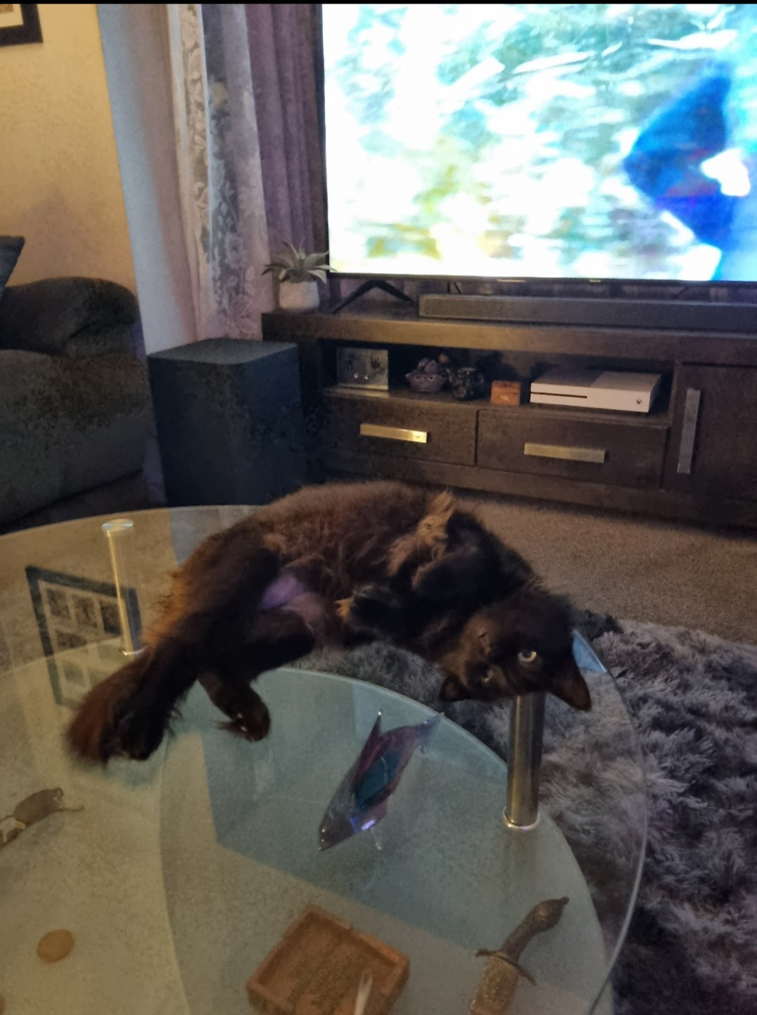It's way more comfortable than it looks. Humans can float in The Dead Sea, us felines like floating on cold glass. Throw in a couple of mice on the table and we have a party 🥳.