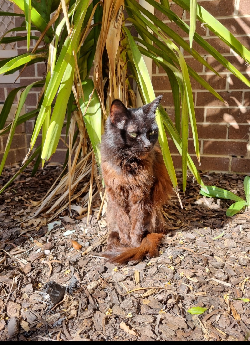 Out in the sun with the yukka plants