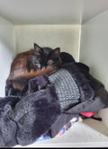 Shadow also sleeps in a cubicle