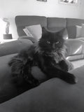 Shadows 'super-model' photo. She simply looks stunning here. 10 out of 10 Shadow Pussa.